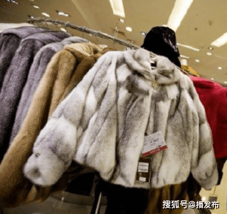 丹麥水貂事件，生態(tài)與可持續(xù)發(fā)展的焦點(diǎn)關(guān)注
