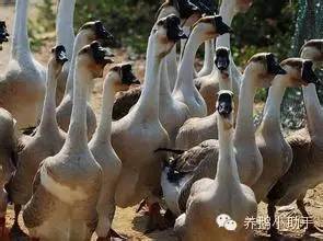 官網(wǎng)最新鵝價，鵝群帶來的溫馨日常