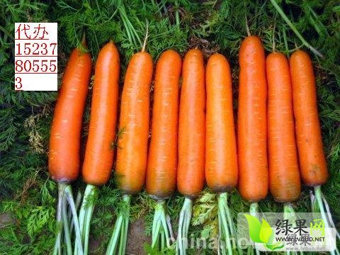 紅蘿卜價格背后的魔法與友情的紐帶，最新行情溫馨小故事