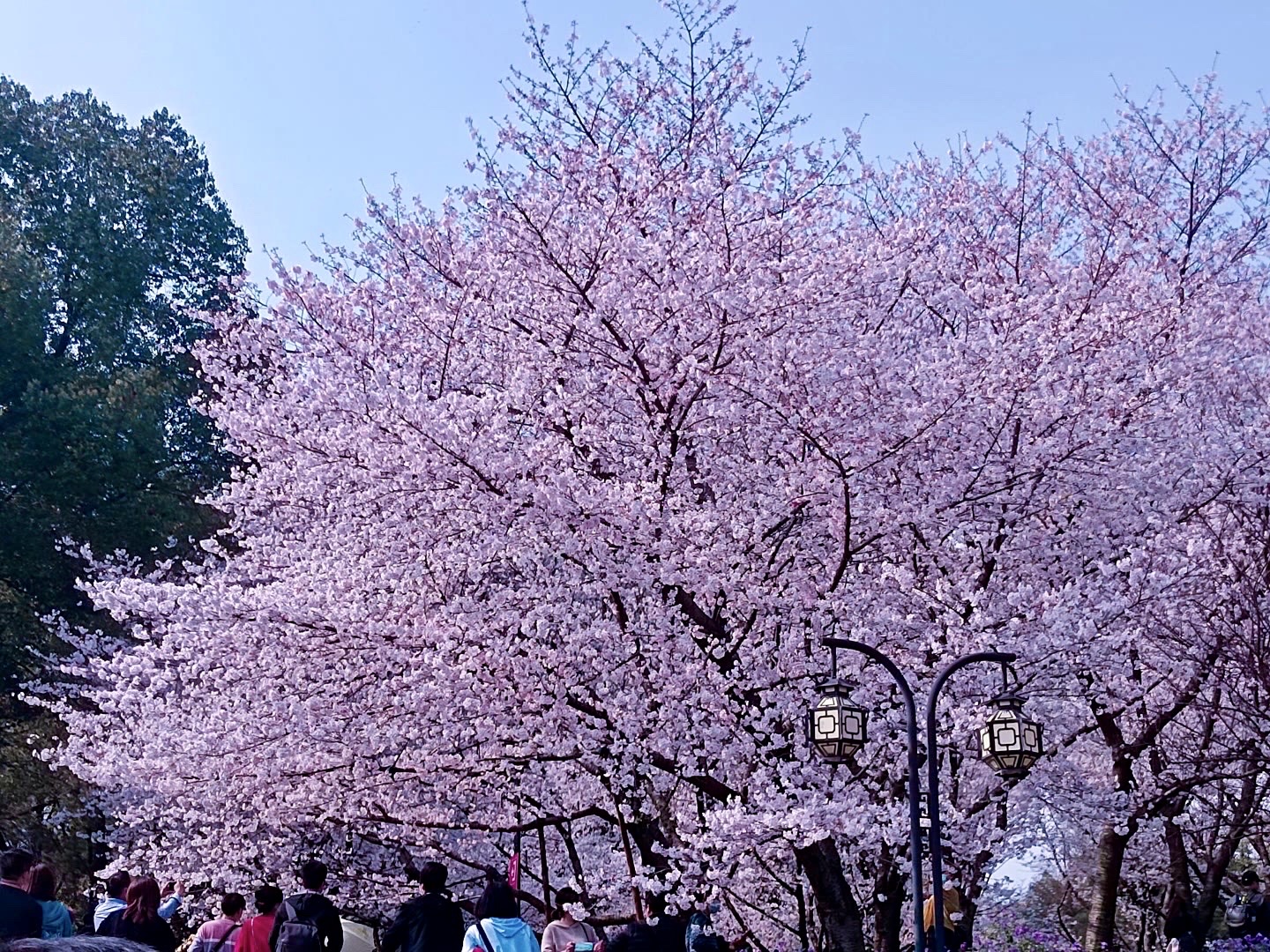 最新櫻花團(tuán)，探索自然美景，尋找內(nèi)心的平和寧?kù)o之旅