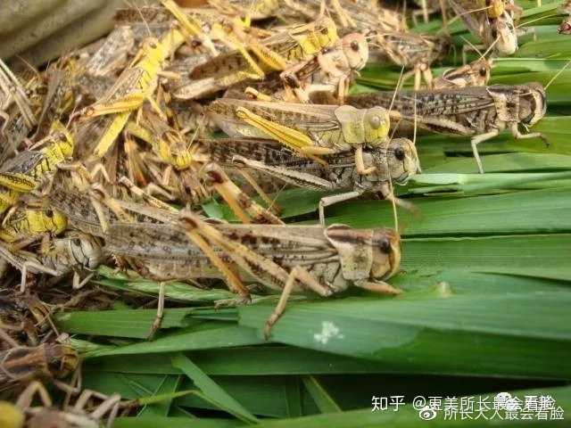 蝗蟲最新疫情，全球關(guān)注的生態(tài)挑戰(zhàn)